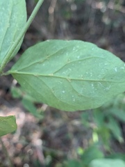 Jasminum streptopus
