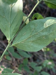Jasminum streptopus