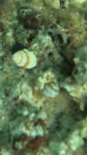 Natica gualteriana observed 2026-10-16