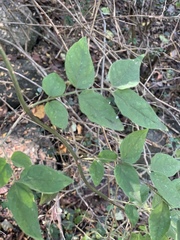 Jasminum streptopus
