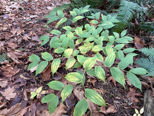 Disporum observed 2026-10-18