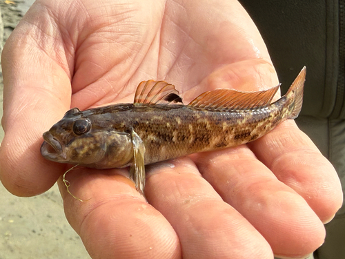 Round Goby