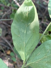 Jasminum streptopus