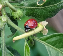 Cycloneda sanguinea