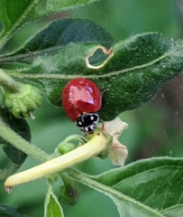 Cycloneda sanguinea