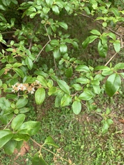 Ligustrum