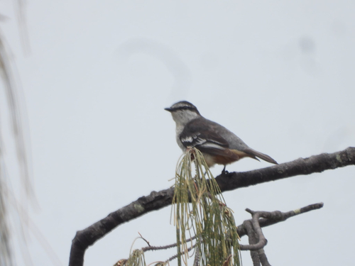 Lalage leucomela observed 2026-10-19
