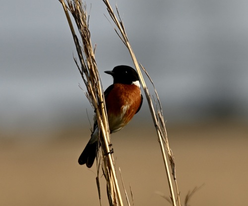 iNaturalist image