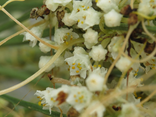 pretty dodder