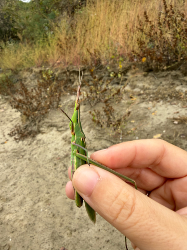 Mediterranean Slant-faced Grasshopper