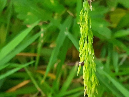 Poa trivialis observed 2026-10-12