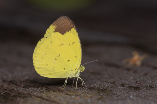 Eurema sari