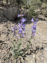 Penstemon osterhoutii