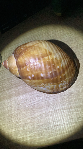Tonna perdix observed 2026-07-13