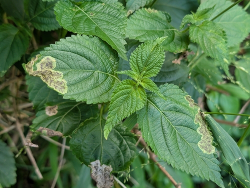 Lantana camara observed 2026-10-18