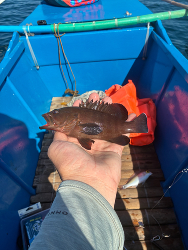 Cephalopholis boenak observed 2026-10-18