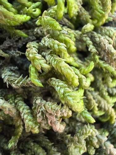Scleropodium obtusifolium, 2026-10-18