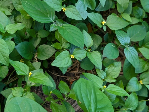 Calyptocarpus vialis observed 2026-10-18