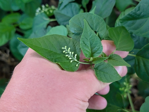 Rivina humilis observed 2026-10-18