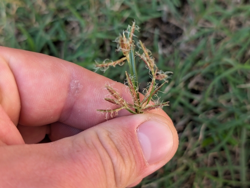 Cyperus observed 2026-10-18