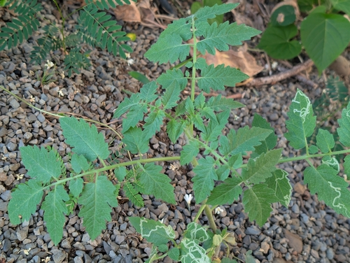 Solanum lycopersicum observed 2026-10-18