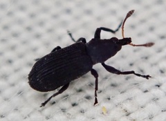 Magdalis ruficornis