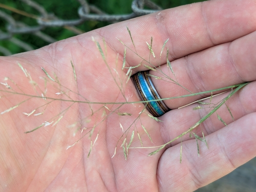 Eragrostis, 2026-10-18