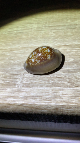 Monetaria caputserpentis observed 2026-07-13