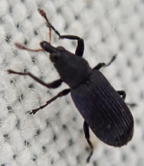 Magdalis ruficornis