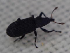 Magdalis ruficornis