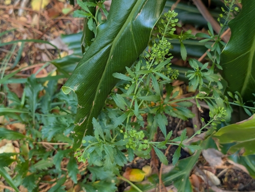 Lepidium virginicum observed 2026-10-18