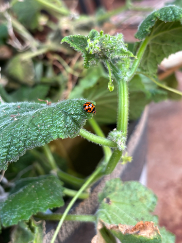 Coelophora inaequalis observed 2026-10-18