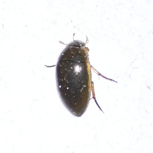 Tropisternus lateralis nimbatus