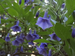 Eriolarynx australis