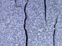 Graphostroma platystomum