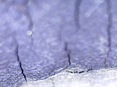 Graphostroma platystomum