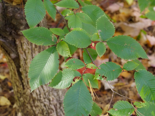 Ulmus thomasii, 2026-10-17