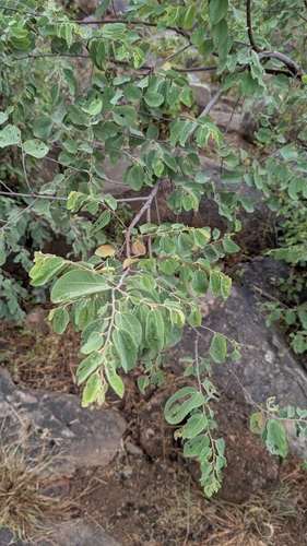 Grewia orbiculata, 2026-10-18