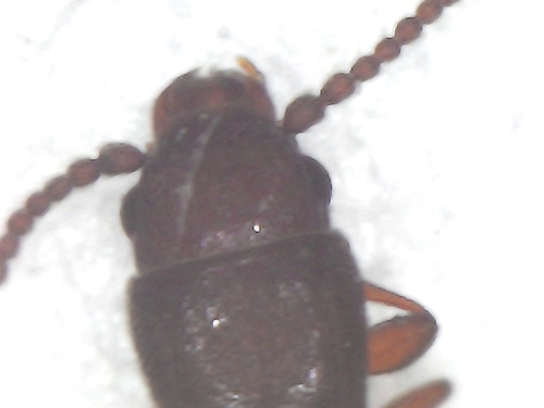 Cryptolestes ferrugineus