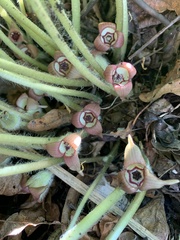 Asarum canadense