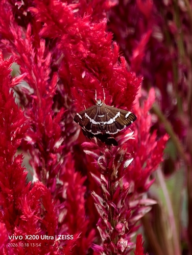 Hawaiian Beet Webworm Moth