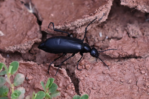 Epicauta corvina