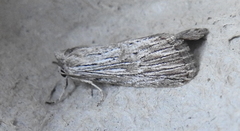 Catabena lineolata