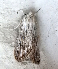 Catabena lineolata