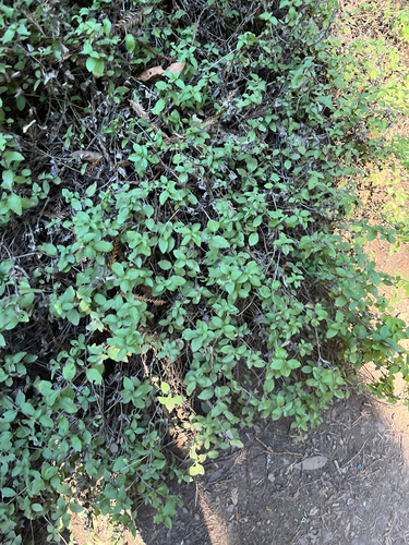 Whipplea modesta observed 2026-10-17