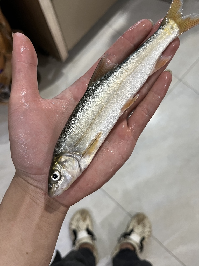 Schizothorax meridionalis