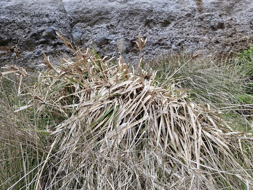 Cyperus ustulatus observed 2026-10-19