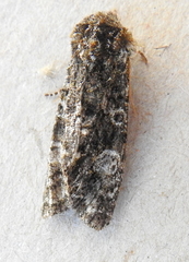 Copivaleria grotei