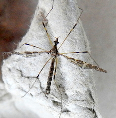 Epiphragma