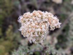 Eriogonum fasciculatum fasciculatum